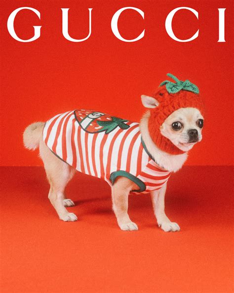 Gucci Pet .